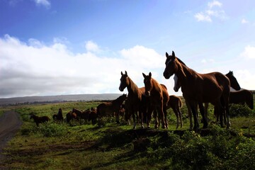 horses on the field