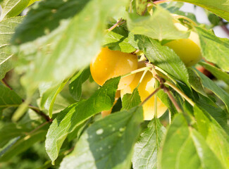Yellow plum on the tree