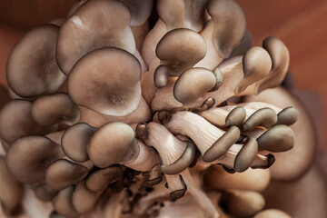 Oyster mushrooms, top view, healthy eating, dieting, food background