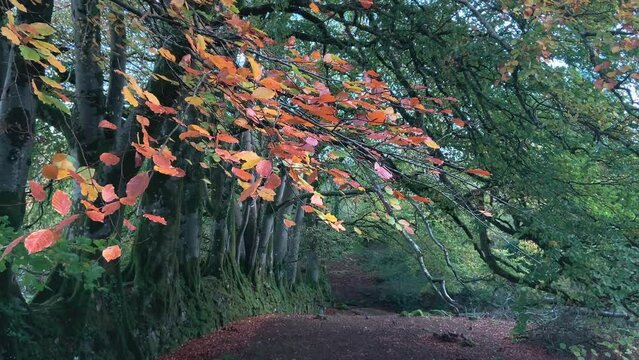 Row of Autumn beech trees in woodland.