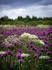 Wild meadow in Iceland, full of blooming purple thistle and white angelica archangelica flowers. 
