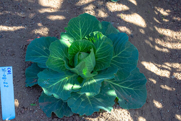 col germinada en huerto orgánico 