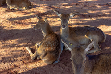venados j&oacute;venes 