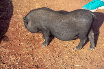 cerdo caminando en el sol