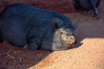 Cerdo tomando el sol