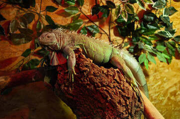 Naklejka na ściany i meble Green iguana lizard reptile on the tree