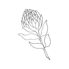 Protea plant inflorescence, black liner drawing.