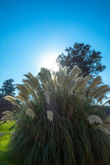 Arboles en el parque