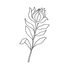 Flowering branch of an ornamental protea shrub, outline drawing with a liner.