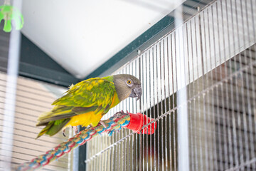 Parrot in a cage. Parrot upside down on a swing. Yellow green. A beautiful bird in a cage. Funny...