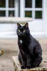 Black cat. The black cat came home. The cat sits on the threshold of the house waiting for the door...