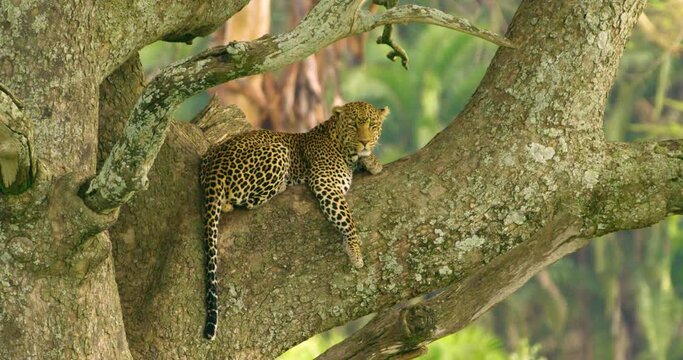 Wildlife view of a sleepy leopard on a large tree in African jungle.