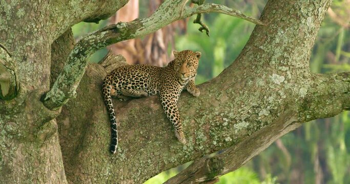 Steady shot in the Ngorongoro area showing A leopard on a tree.
