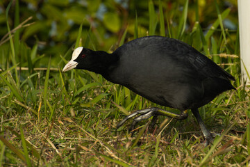 Obraz premium 高速で移動するオオバン