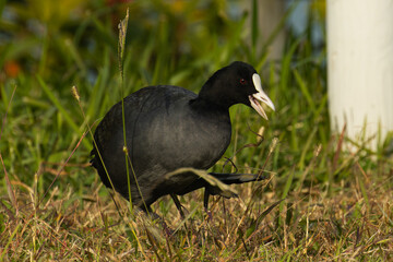口を開けて片足立ちするオオバン