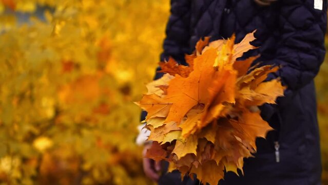 Blurred autumn video girl gathering yellow Orange Marple leaves 