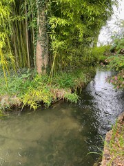 river in the forest