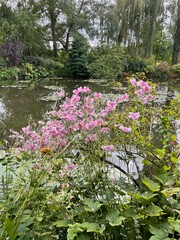 flowers with pond