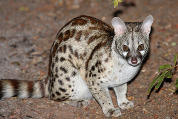 Südliche Großfleck-Ginsterkatze / South African large-spotted genet / Genetta tigrina