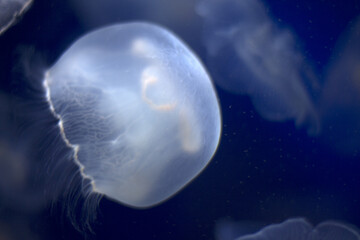 Fototapeta premium Oceanographic Museum of Monaco, French Riviera
