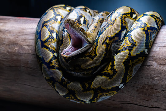 close up of a python