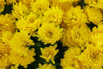 beautiful bushes of yellow chrysanthemum flowers