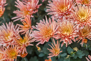 beautiful chrysanthemum flower bushes pink colors