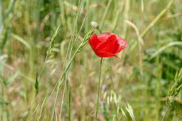 Obraz premium Beautiful red poppies on the field