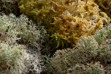 Macro of forest moss texture, abstract natural background