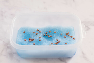 水耕栽培用のスポンジに蒔かれた種