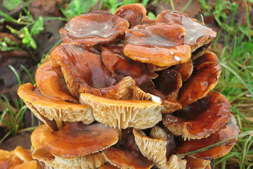 Red orange mushrooms honey mushrooms on a tree trunk