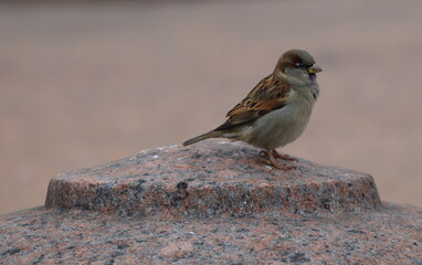 A sparrow sits on top of a granite pedestal