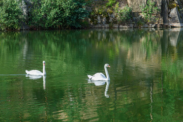 Obraz premium beautiful lake with a canyon on which swans swim with a blue sky