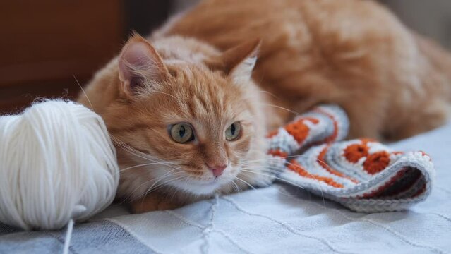 Ginger cat sits among yarn for crochet or knitting. Fluffy pet plays with knitted part and coils of threads.