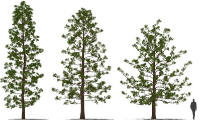 hoop pine araucaria cunninghamii trees 4-6 © Mathias Weil