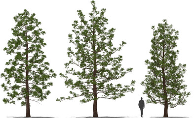 hoop pine araucaria cunninghamii trees 41-3 © Mathias Weil