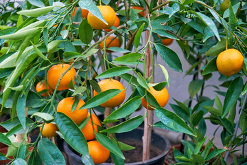 citrus trees tangerines in home greenhouse - 546629532