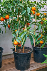 citrus trees tangerines in home greenhouse - 546629549