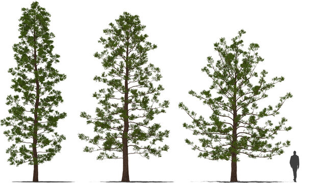 hoop pine araucaria cunninghamii trees 4-6