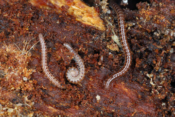 Blaniulus guttulatus, commonly known as the spotted snake millipede is a species of millipede in...