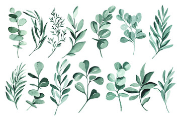 Watercolor green eucalyptus leaves set illustration