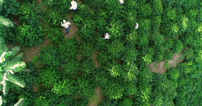 Farmers picking ripe coffee grounds on a coffee farm in Colombia.