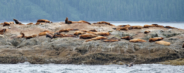 Harbor Seals known as Phoca Vitulina bask on egg rock in Prince William Sound Alaska © Jorge Moro