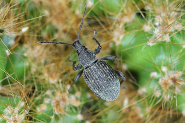 Beetle of Otiorhynchus, sometimes Otiorrhynchus on a cactus. Many of them e.i. black vine weevil (O. sulcatus) or strawberry root weevil (O. ovatus) are important pests.