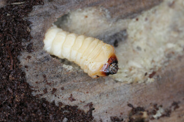 The larva of a beetle of the goat family, Cerambycidae, Rhagium under the bark of a tree.