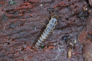 The larva of a beetle of the family Staphylinidae, rove beetles under the bark of a tree.