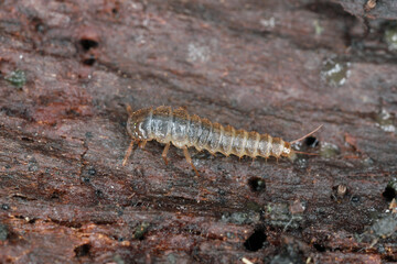 The larva of a beetle of the family Staphylinidae, rove beetles under the bark of a tree.