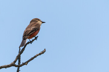 Vermilion flycatcher(Female)