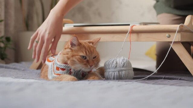 Woman made colorful cardigan for ginger cat. Fluffy pet in hand made crocheted sweater. Anti stress hobby.