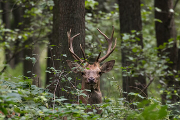 Young male, red deer in the wild in the forest, Cervus elaphus, large animal, nature reserve, beautiful male, small antlers, deer portrait